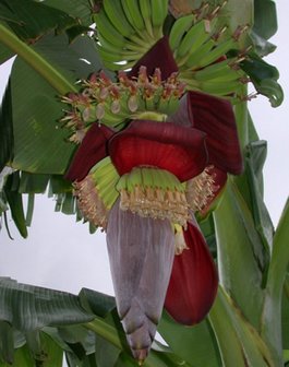BLOESEMREMEDIE BANAAN (Musa acuminata)  Inhoud 10 cc