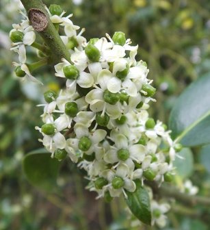 BLOESEMREMEDIE HOLLY (Hulst)(Ilex aquifolium) Inhoud 10 cc