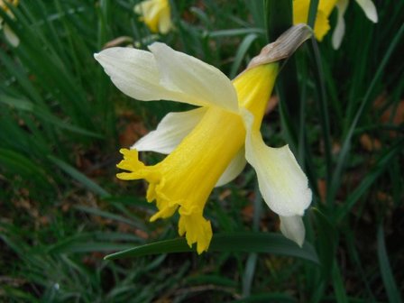 BLOESEMREMEDIE NARCIS (Narcissus pseudonarcissus)  Inhoud 10 cc