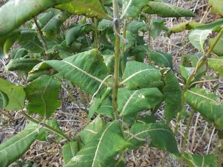 BLOESEMREMEDIE MILKWEED  (Zijdeplant)(Asclepias cordifolia)   Inhoud 10 cc