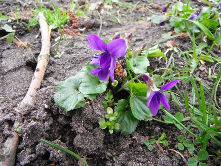 BLOESEMREMEDIE MAARTS VIOOLTJE (Violet)(Viola odorata)  Inhoud 10 cc