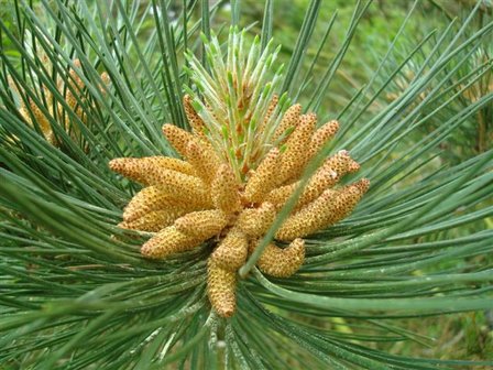 BLOESEMREMEDIE PINE (Grove Den)(Pinus sylvestris)  Inhoud 10 cc