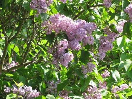 BLOESEMREMEDIE SERING (Lilac)(Syringa vulgaris)  Inhoud 10 cc