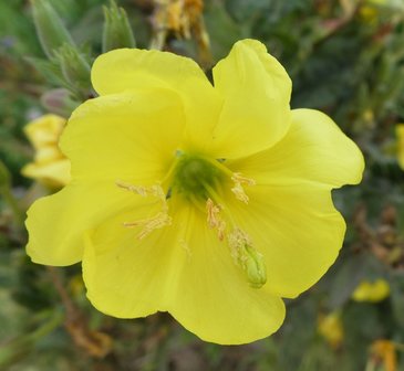BLOESEMREMEDIE TEUNISBLOEM, GROTE (Evening Primrose)(Oenothera lamarckiana)  Inhoud 10 cc