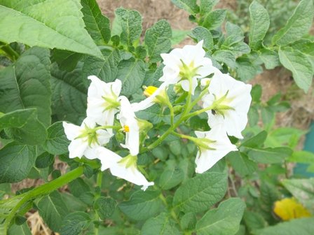 BLOESEMREMEDIE AARDAPPEL (Potato) (Solanum tuberosum)  Inhoud 10 cc