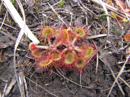 BLOESEMREMEDIE ZONNEDAUW, RONDE (Drosera rotundifolia)  Inhoud 10 cc