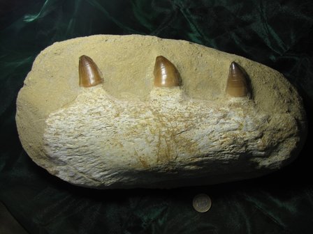 Mosasaurus kaak met tanden  ca 68 miljoen jaar oud