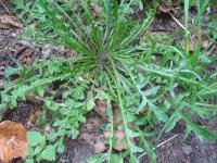 BLOESEMREMEDIE HERDERSTASJE (Capsella bursa-pastoris) Inhoud 10 cc