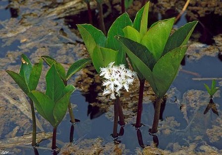 BLOESEMREMEDIE WATERDRIEBLAD (Menyanthes trifoliata) Inhoud 10 cc