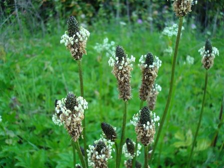 BLOESEMREMEDIE WEEGBREE, SMALLE (Plantago lanceolata) Inhoud 10 cc