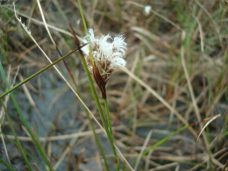 BLOESEMREMEDIE VEENPLUIS (Cotton Grass) (Eriophorum angustifolium) Inhoud 10 cc