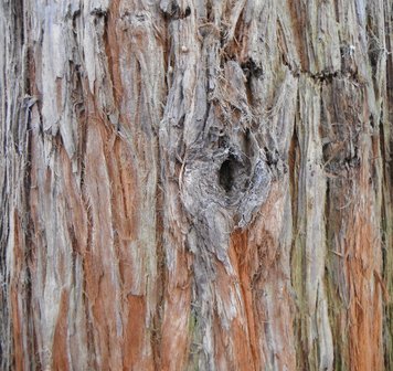 BLOESEMREMEDIE SEQUOIA (Redwood)(Sequoia sempervirens)  Inhoud 10 cc