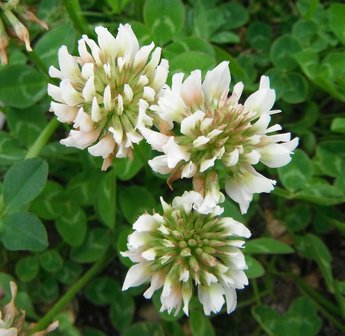 Bloesemremedie Klaver, Witte (Trifolium repens) Inhoud 10 cc