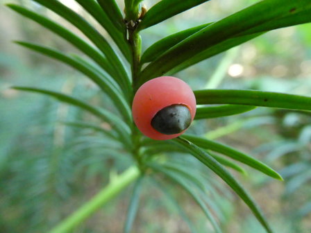 Bloesemremedie Taxus (Taxus baccata) Inhoud 10 cc