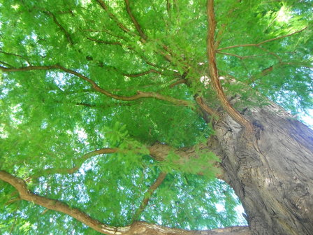 Bloesemremedie Watercypres (Metasequoia glyptostroboides) Inhoud 10 cc