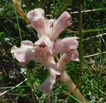 Bloesemremedie Walstrobremraap (Orobanche caryophyllacea) Inhoud 10 cc