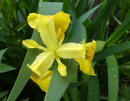 Bloesemremedie Gele Lis (Iris pseudacorus) Inhoud 10 cc