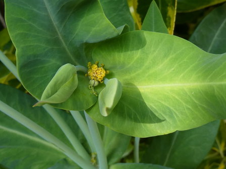 Bloesemremedie Kruisbladige Wolfsmelk (Euphorbia lathyris) Inhoud 10 cc