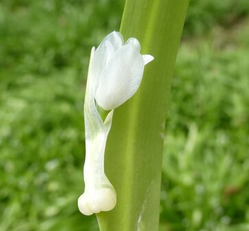 Bloesemremedie Armbloemig look  (Allium paradoxum) Inhoud 10 cc