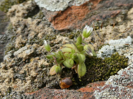 Bloesemremedie Zandhoornbloem  (Cerastium semidecandrum) Inhoud 10 cc