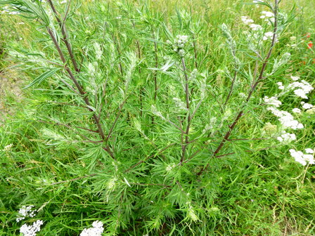 BLOESEMREMEDIE BYVOET (Bijvoet)(Artemisia vulgaris) Inhoud 10 cc