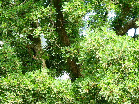 BLOESEMREMEDIE EIK, WINTER (Quercus petraea)  Inhoud 10 cc