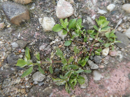 Bloesemremedie Varkensgras (Polygonum aviculare) Inhoud 10 cc