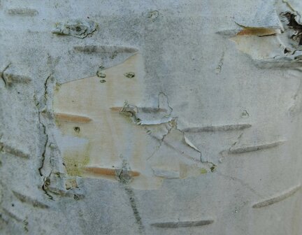 BLOESEMREMEDIE PAPIERBERK (Paper Birch)(Betula papyrifera)  Inhoud 10 cc