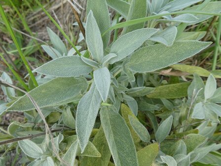 BLOESEMREMEDIE SALIE (Sage)(Salvia officinalis)  Inhoud 10 cc