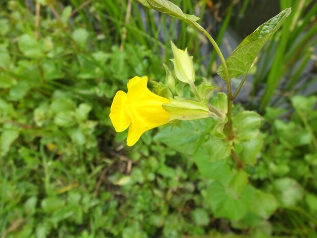 BLOESEMREMEDIE MIMULUS (Gevlekte Maskerbloem)(Mimulus guttatus)   Inhoud 10 cc