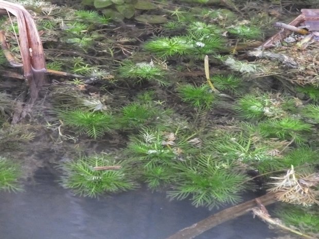 BLOESEMREMEDIE WATER VIOLET (Waterviolier)(Hottonia palustris)  Inhoud 10 cc