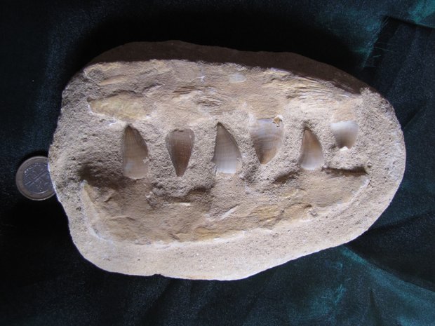Mosasaurus tanden  ca 65 miljoen jaar oud. Marokko