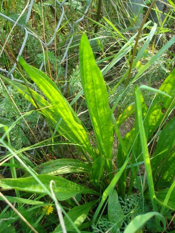BLOESEMREMEDIE WEEGBREE, SMALLE (Plantago lanceolata) Inhoud 10 cc