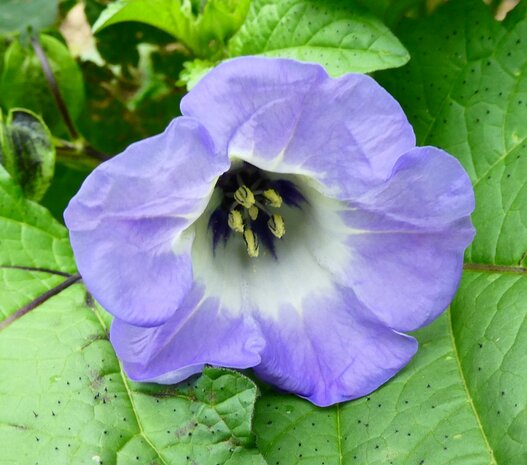 Bloesemremedie Zegekruid  (Nicandra physalodes) Inhoud 10 cc