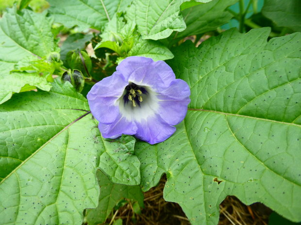 Bloesemremedie Zegekruid  (Nicandra physalodes) Inhoud 10 cc