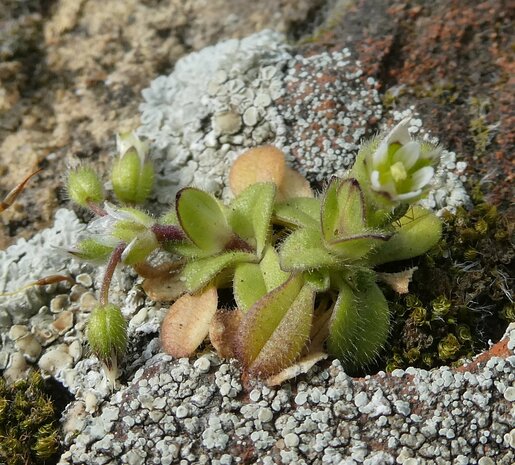 Bloesemremedie Zandhoornbloem  (Cerastium semidecandrum) Inhoud 10 cc