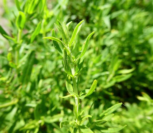 BLOESEMREMEDIE HYSSOP (Hyssopus officinalis)  Inhoud 10 cc