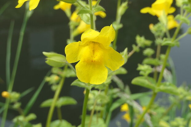 BLOESEMREMEDIE MIMULUS (Gevlekte Maskerbloem)(Mimulus guttatus)   Inhoud 10 cc