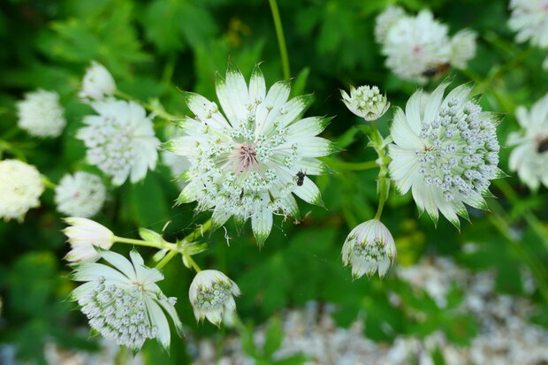 Bloesemremedie Groot Sterrenscherm (Zeeuws Knoopje) (Astrantia major) Inhoud 10 cc.