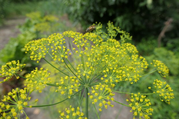 BLOESEMREMEDIE DILLE (Dill)(Anethum graveolens)  Inhoud 10 cc