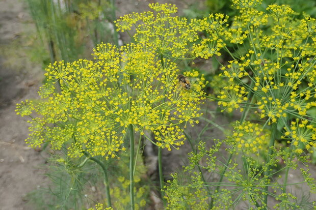 BLOESEMREMEDIE DILLE (Dill)(Anethum graveolens)  Inhoud 10 cc