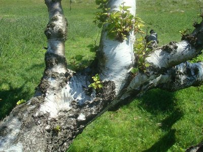 BLOESEMREMEDIE BERK, RUWE (Betula pendula)  Inhoud 10 cc