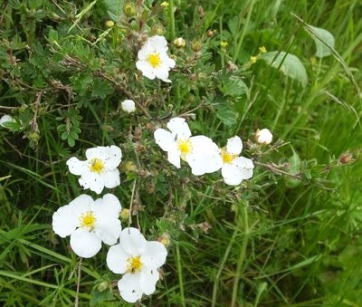 BLOESEMREMEDIE GANZERIK (Tundra Rose)(Potentilla fruticosa)  Inhoud 10 cc