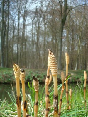 BLOESEMREMEDIE HEERMOES (Horsetail)(Equisetum arvense)  Inhoud 10 cc