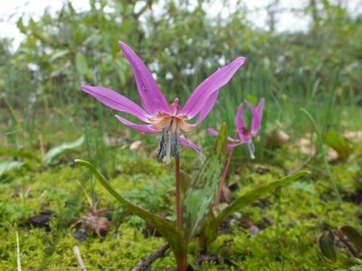 BLOESEMREMEDIE HONDSTAND (Fawn Lily)(Erythronium purpurascens)  Inhoud 10 cc