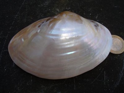 Mossel gepolijst parelmoer