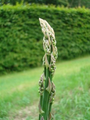 BLOESEMREMEDIE ASPERGE (Asparagus officinalis officinalis) Inhoud 10 cc