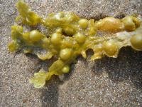 BLOESEMREMEDIE BLAASWIER (Fucus vesiculosus) Inhoud 10 cc