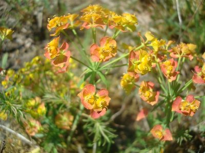 BLOESEMREMEDIE CIPRESWOLFSMELK (Euphorbia cyparissias) Inhoud 10 cc