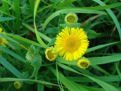 BLOESEMREMEDIE HEELBLAADJES (Pulicaria dysenterica) Inhoud 10 cc